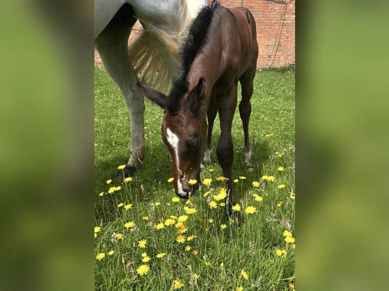 Oldenburger Springpferd Hengst 1 Jahr Schimmel in Ganderkesee