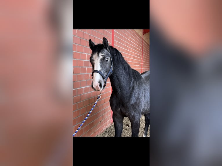 Oldenburger Springpferd Hengst 2 Jahre 162 cm Schimmel in Bramsche