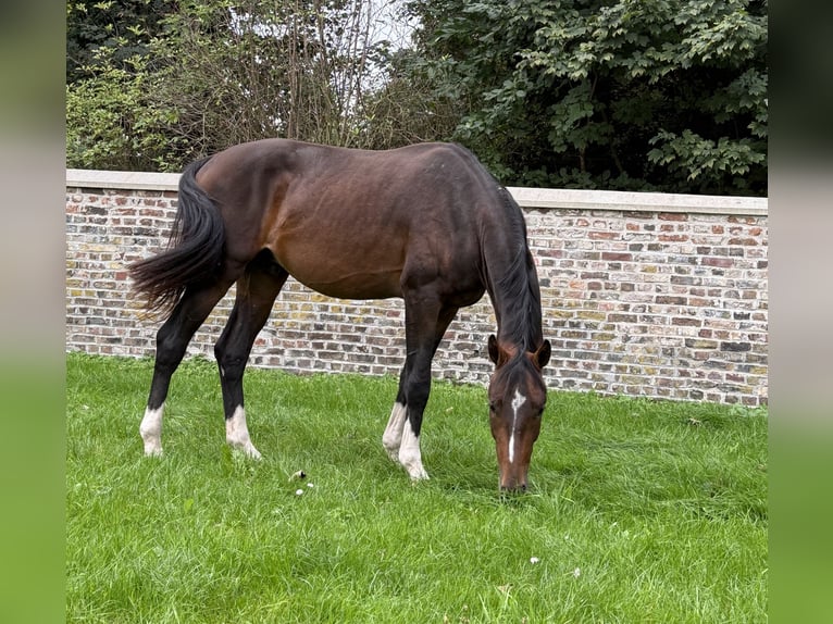 Oldenburger Springpferd Hengst 2 Jahre 163 cm Brauner in J&#xFC;lich