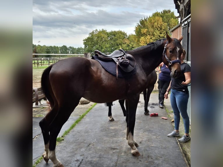 Oldenburger Springpferd Hengst 2 Jahre 163 cm Brauner in J&#xFC;lich