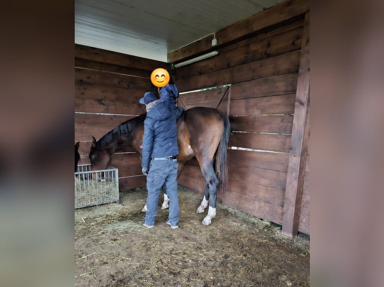 Oldenburger Springpferd Hengst 2 Jahre 163 cm Schwarzbrauner in J&#xFC;lich