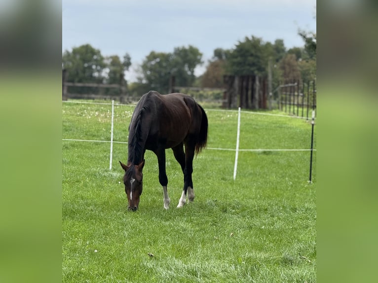Oldenburger Springpferd Hengst 2 Jahre 163 cm Schwarzbrauner in J&#xFC;lich