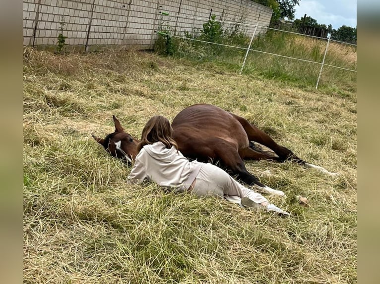 Oldenburger Springpferd Hengst 2 Jahre 163 cm Schwarzbrauner in J&#xFC;lich
