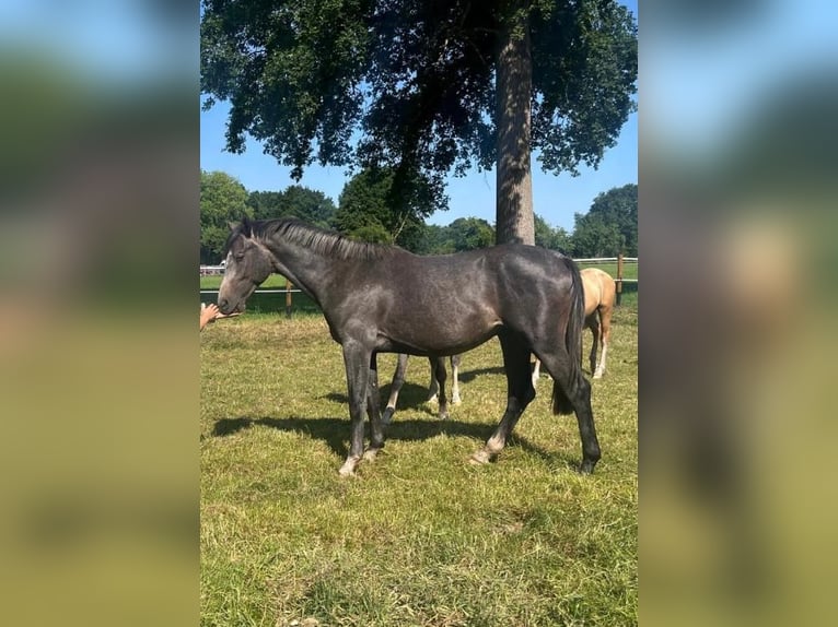 Oldenburger Springpferd Hengst 2 Jahre 167 cm Schimmel in Hude (Oldenburg)
