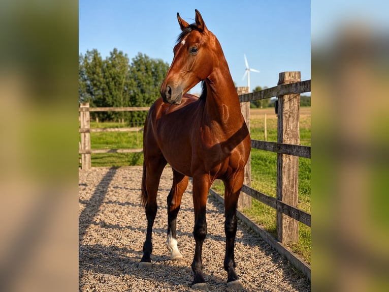 Oldenburger Springpferd Hengst 2 Jahre 168 cm Brauner in Belgique