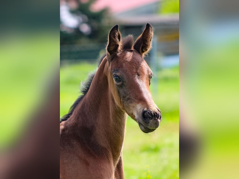 Oldenburger Springpferd Hengst 2 Jahre 170 cm Brauner in Groß Roge