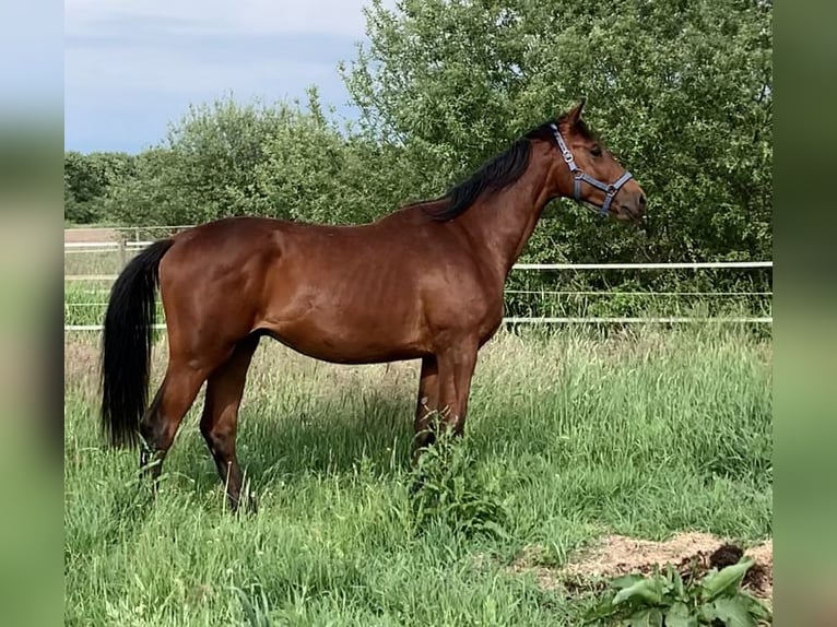 Oldenburger Springpferd Hengst 2 Jahre Brauner in Dahlenburg