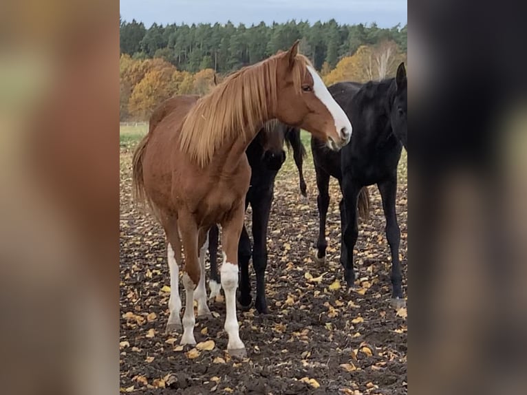 Oldenburger Springpferd Hengst 2 Jahre Fuchs in Dahlenburg