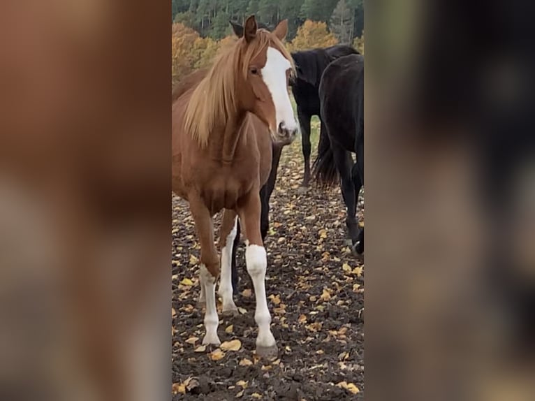 Oldenburger Springpferd Hengst 2 Jahre Fuchs in Dahlenburg