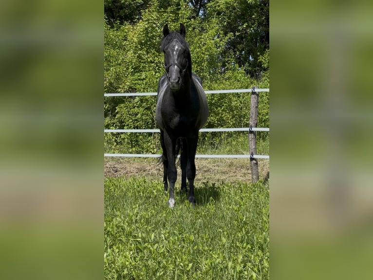 Oldenburger Springpferd Hengst 2 Jahre Schimmel in Modrová
