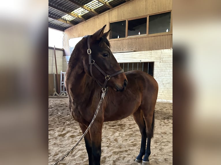 Oldenburger Springpferd Hengst 3 Jahre 156 cm Brauner in Nienburg (Weser)