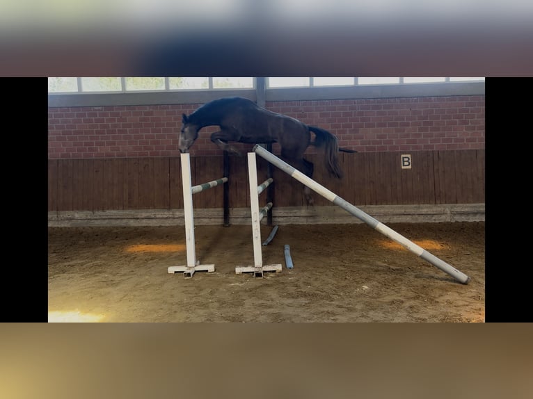 Oldenburger Springpferd Hengst 3 Jahre 167 cm Apfelschimmel in Osnabrück