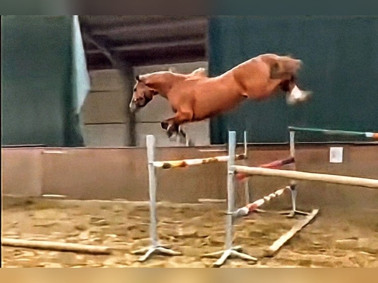 Oldenburger Springpferd Hengst 3 Jahre 168 cm Fuchs in Gyomaendrőd