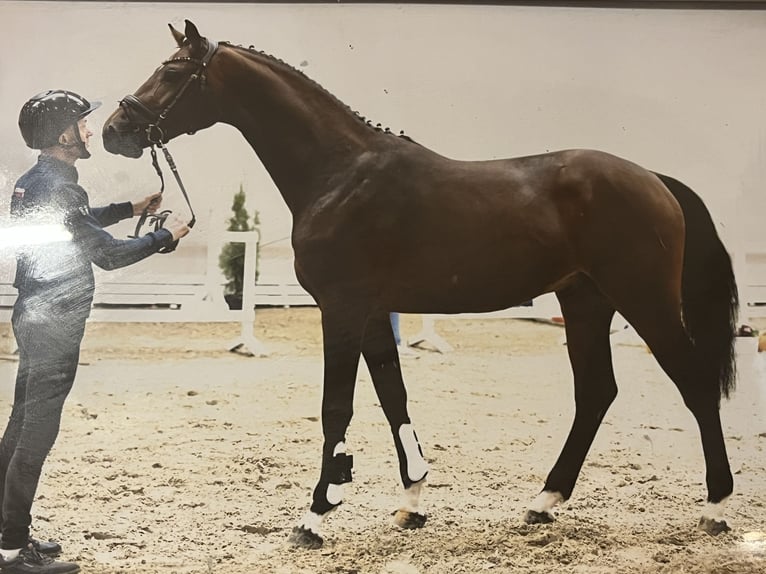 Oldenburger Springpferd Hengst 3 Jahre 170 cm Brauner in Hiddenhausen