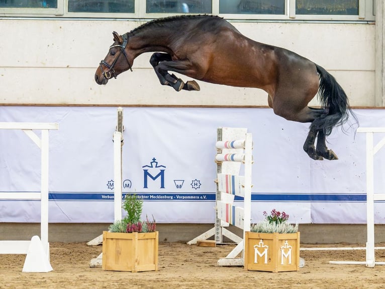 Oldenburger Springpferd Hengst 3 Jahre 170 cm Dunkelbrauner in Redefin