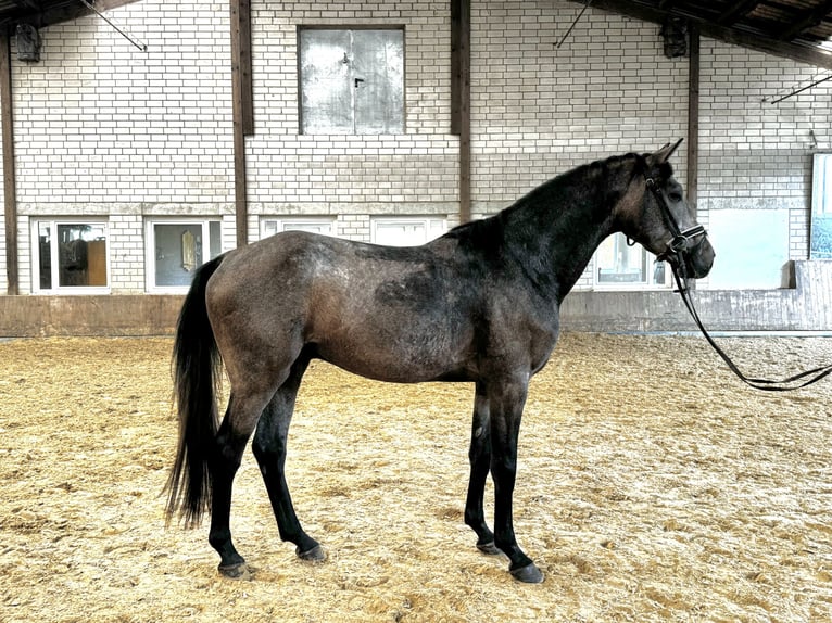 Oldenburger Springpferd Hengst 3 Jahre 170 cm Schimmel in K&#xFC;rten