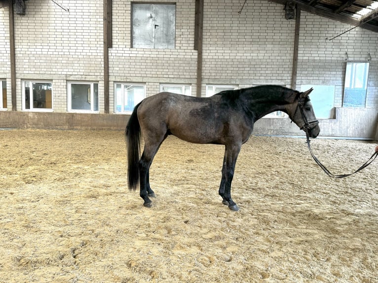 Oldenburger Springpferd Hengst 3 Jahre 170 cm Schimmel in K&#xFC;rten