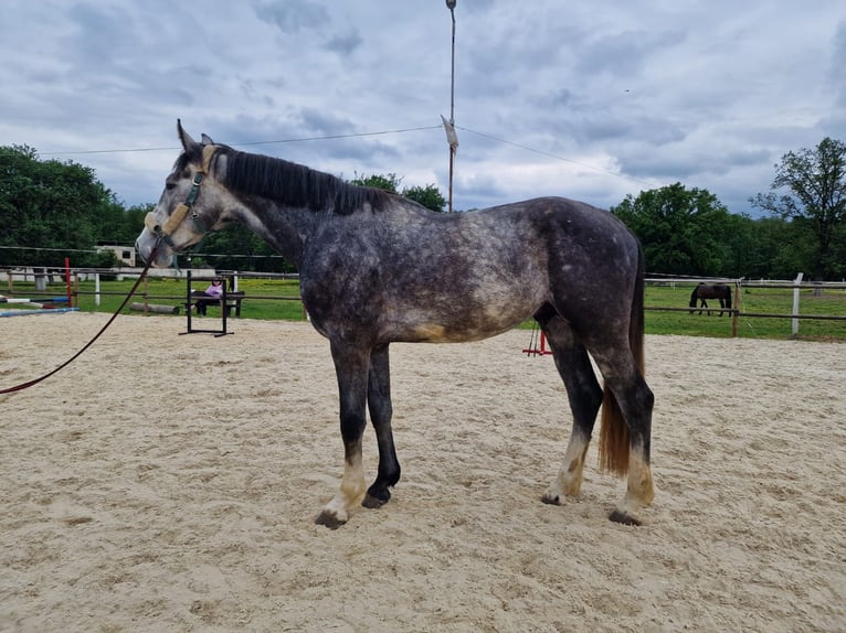 Oldenburger Springpferd Hengst 3 Jahre 179 cm Schimmel in Oradea