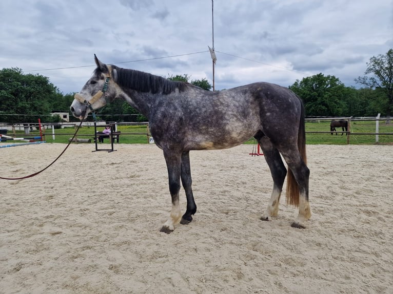 Oldenburger Springpferd Hengst 3 Jahre 179 cm Schimmel in Oradea