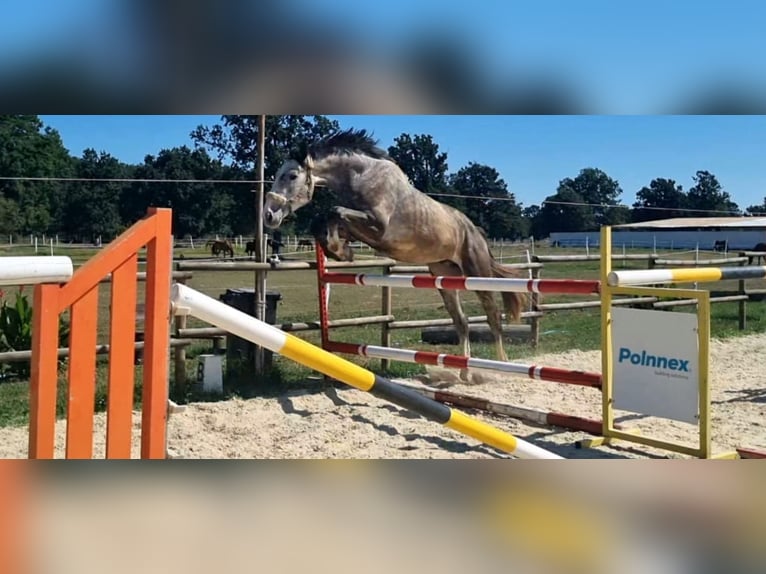 Oldenburger Springpferd Hengst 3 Jahre 179 cm Schimmel in Oradea