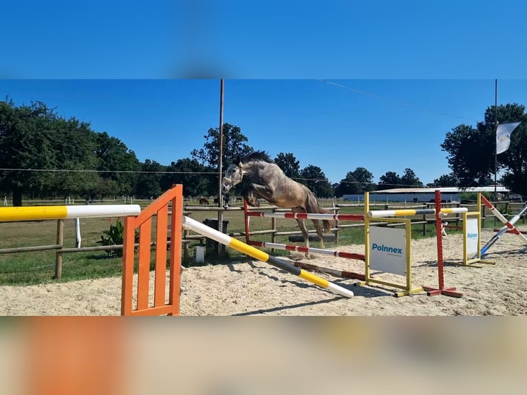 Oldenburger Springpferd Hengst 3 Jahre 179 cm Schimmel in Oradea