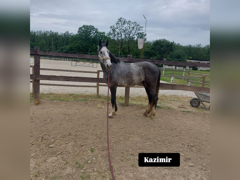 Oldenburger Springpferd Hengst 3 Jahre 179 cm Schimmel in Oradea