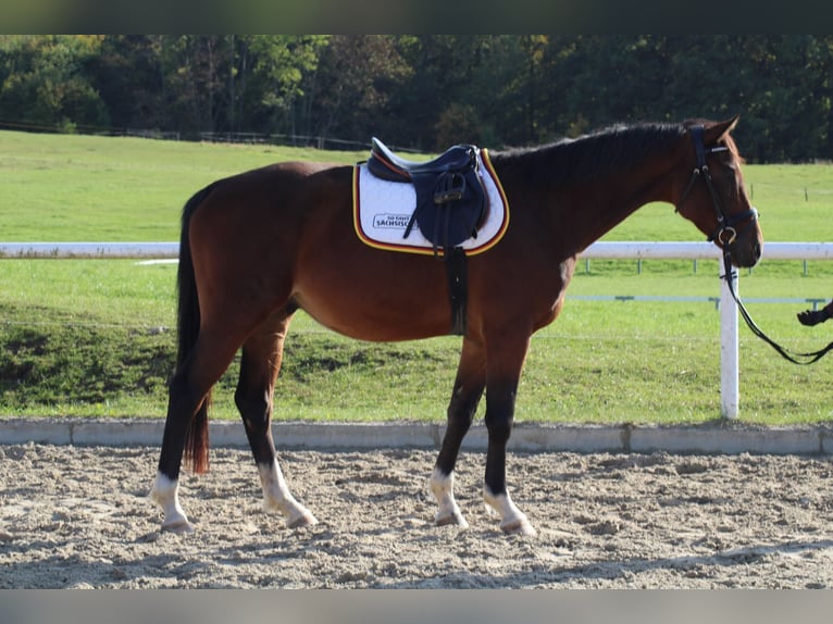 Oldenburger Springpferd Hengst 4 Jahre 163 cm Brauner in Kodersdorf