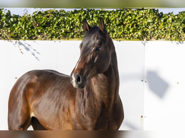 Oldenburger Springpferd Hengst 4 Jahre 163 cm Brauner in Waddinxveen
