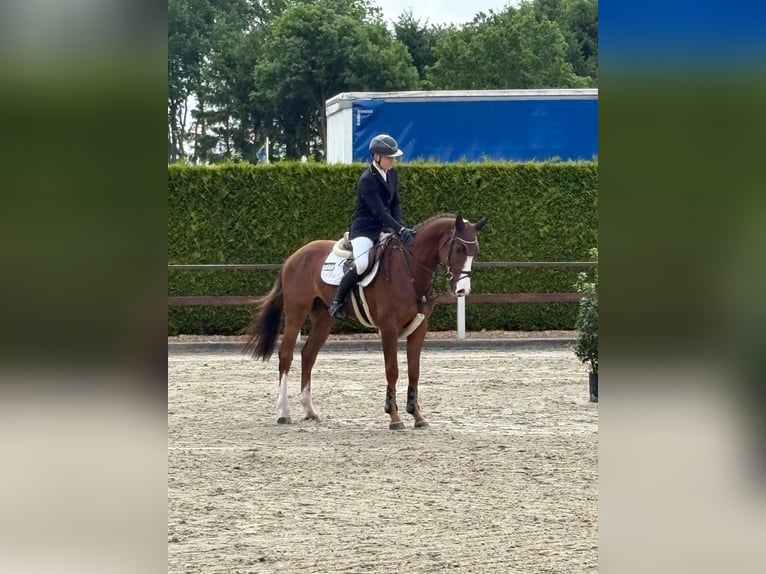 Oldenburger Springpferd Hengst 4 Jahre 166 cm Fuchs in Papenburg