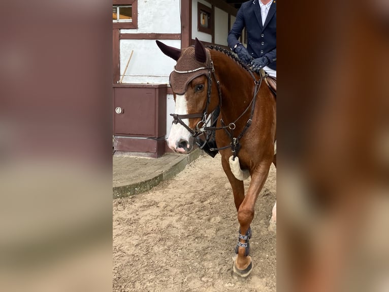 Oldenburger Springpferd Hengst 4 Jahre 166 cm Fuchs in Papenburg