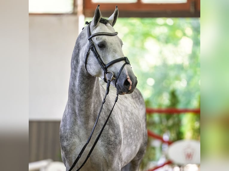 Oldenburger Springpferd Hengst 4 Jahre 167 cm Schimmel in Mnster-Handorf