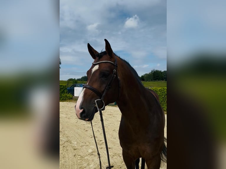 Oldenburger Springpferd Hengst 4 Jahre 168 cm Brauner in Lindlar