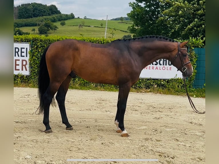 Oldenburger Springpferd Hengst 4 Jahre 168 cm Brauner in Lindlar