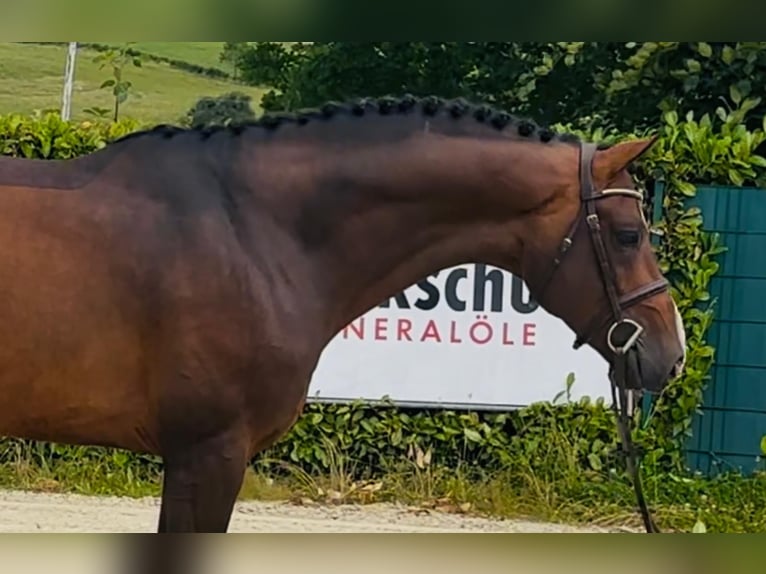 Oldenburger Springpferd Hengst 4 Jahre 168 cm Brauner in Lindlar