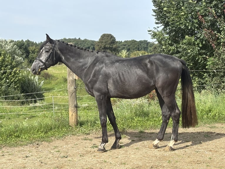 Oldenburger Springpferd Hengst 4 Jahre 168 cm Kann Schimmel werden in Attenhofen Oldenburger Springpferd Hengst 4 Jahre 168 cm Kann Schimmel werden in Attenhofen