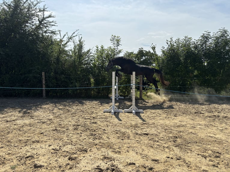 Oldenburger Springpferd Hengst 4 Jahre 168 cm Kann Schimmel werden in Attenhofen Oldenburger Springpferd Hengst 4 Jahre 168 cm Kann Schimmel werden in Attenhofen