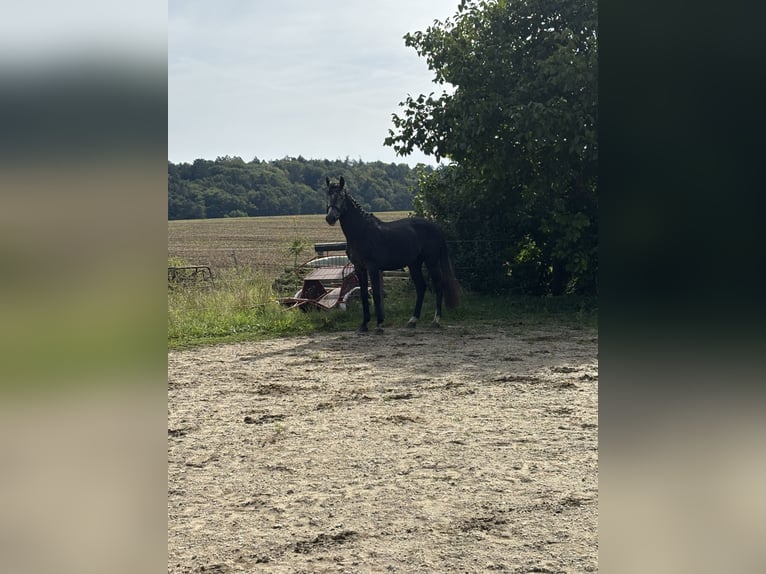 Oldenburger Springpferd Hengst 4 Jahre 168 cm Kann Schimmel werden in Attenhofen Oldenburger Springpferd Hengst 4 Jahre 168 cm Kann Schimmel werden in Attenhofen