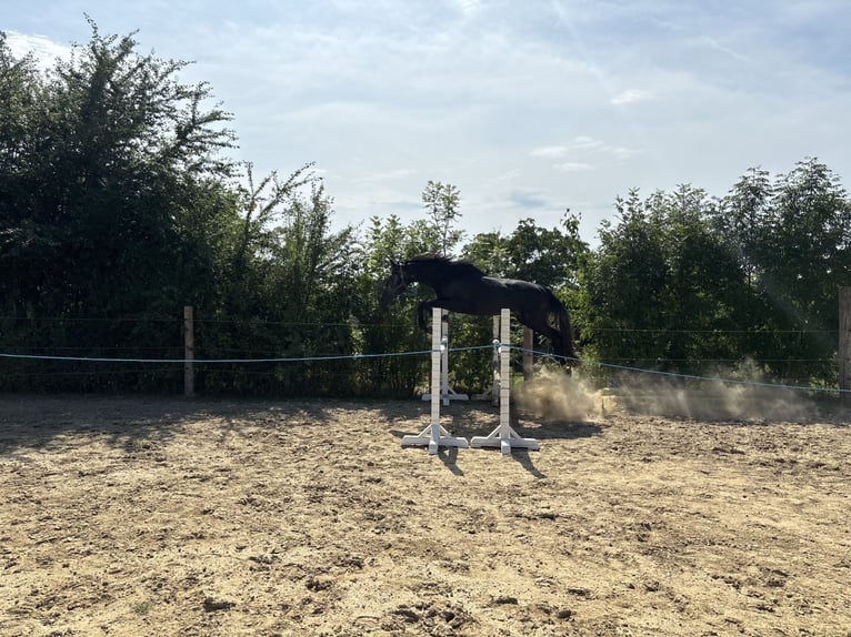 Oldenburger Springpferd Hengst 4 Jahre 168 cm Kann Schimmel werden in Attenhofen Oldenburger Springpferd Hengst 4 Jahre 168 cm Kann Schimmel werden in Attenhofen