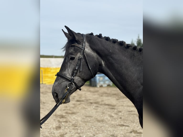 Oldenburger Springpferd Hengst 4 Jahre 168 cm Kann Schimmel werden in Attenhofen Oldenburger Springpferd Hengst 4 Jahre 168 cm Kann Schimmel werden in Attenhofen