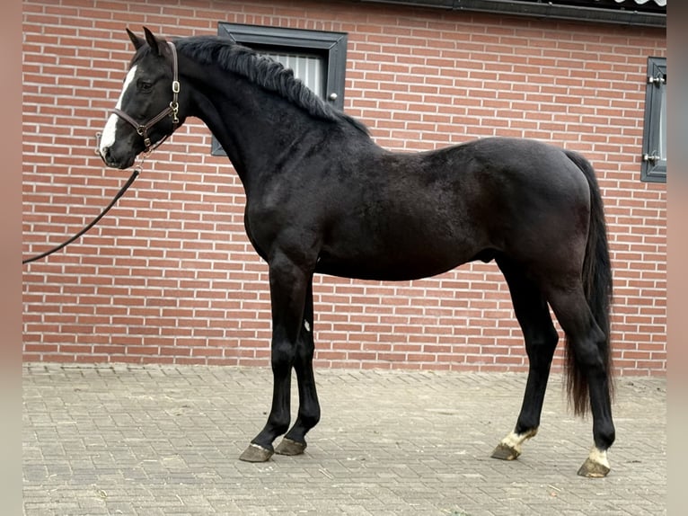 Oldenburger Springpferd Hengst 4 Jahre 168 cm Rappe in Zieuwent