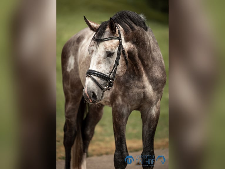 Oldenburger Springpferd Hengst 4 Jahre 173 cm Schimmel in Korntal