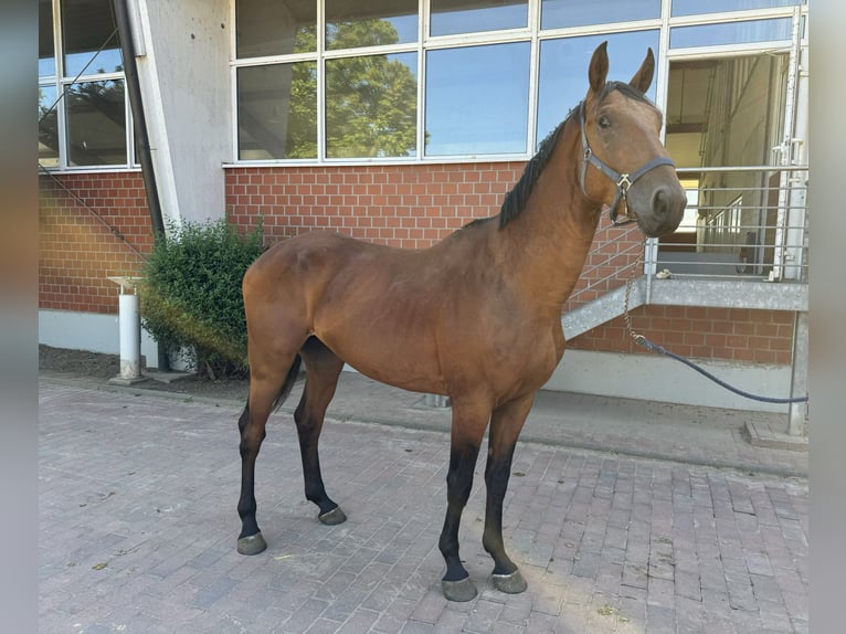 Oldenburger Springpferd Hengst 4 Jahre Brauner in Zülpich