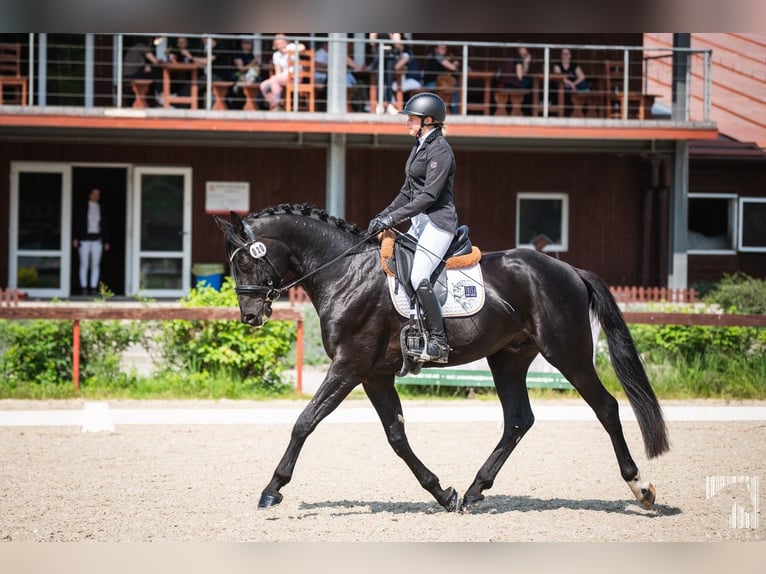 Oldenburger Springpferd Hengst 5 Jahre 165 cm Rappe in Zator