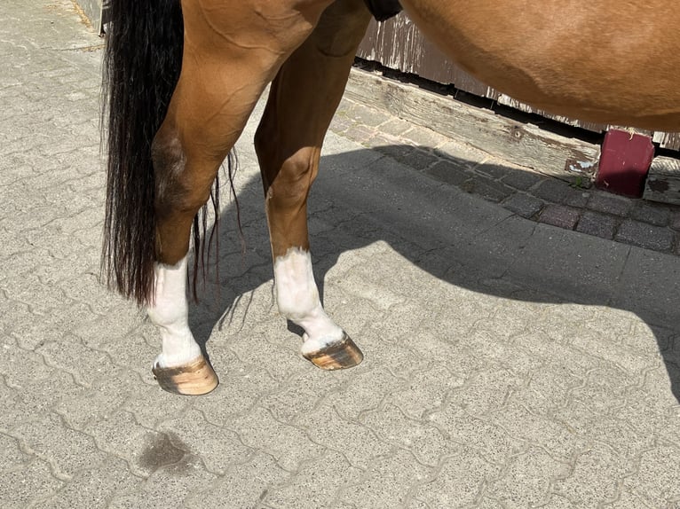 Oldenburger Springpferd Hengst 8 Jahre 165 cm Brauner in Krembz