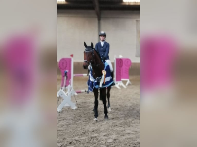 Oldenburger Springpferd Hengst 9 Jahre 166 cm Brauner in Kalletal