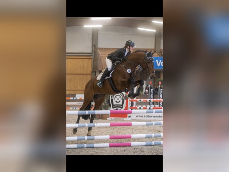 Oldenburger Springpferd Hengst 9 Jahre 166 cm Brauner in Kalletal