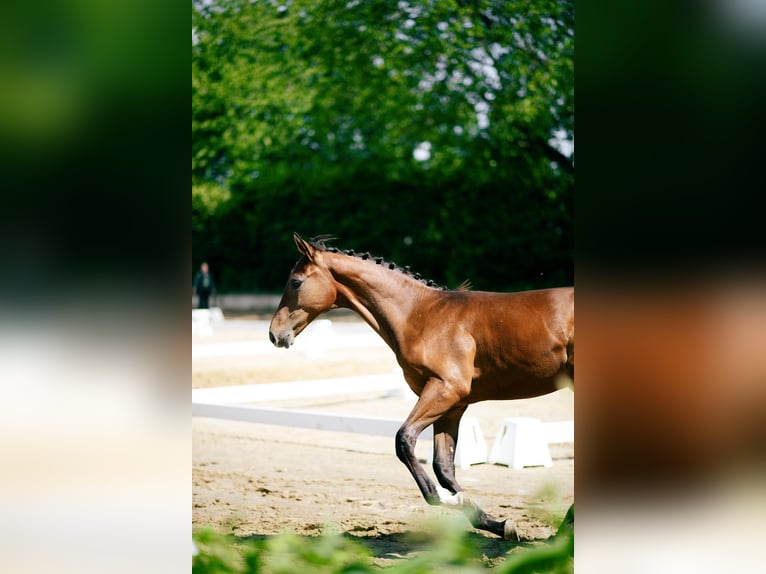 Oldenburger Springpferd Hengst Fohlen (02/2026) 134 cm Brauner in Ratingen