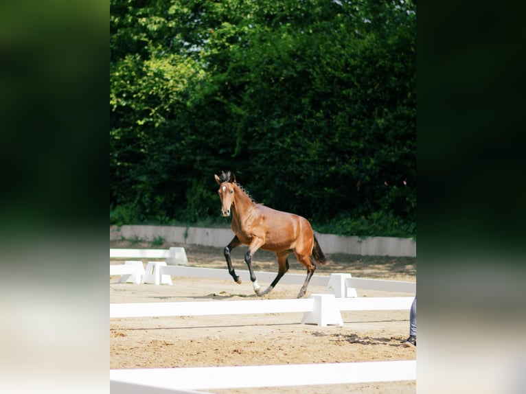 Oldenburger Springpferd Hengst Fohlen (02/2026) 134 cm Brauner in Ratingen