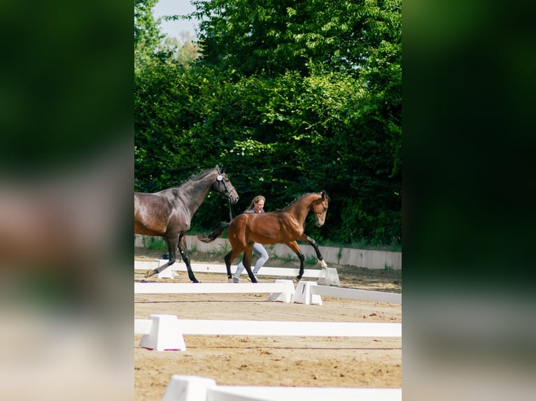 Oldenburger Springpferd Hengst Fohlen (02/2026) 134 cm Brauner in Ratingen