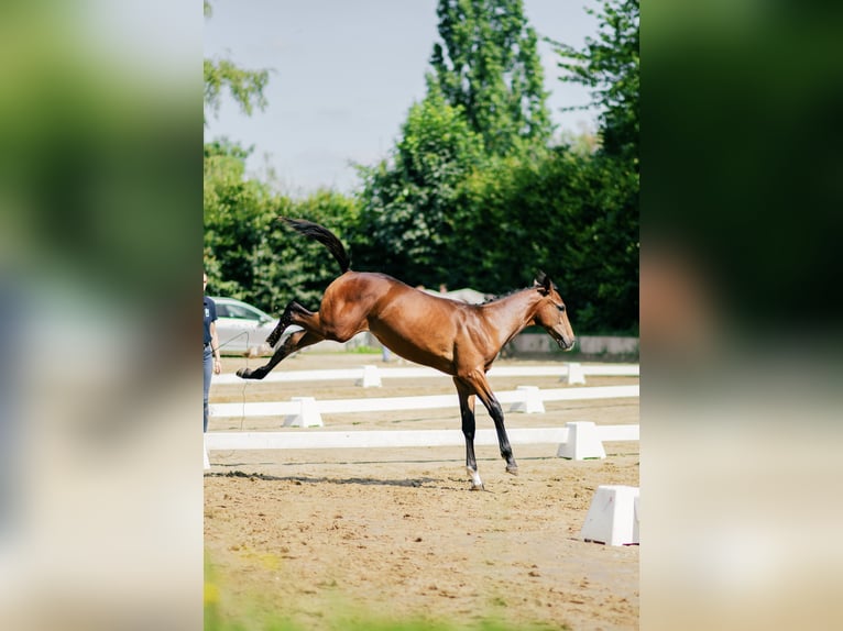 Oldenburger Springpferd Hengst Fohlen (02/2026) 134 cm Brauner in Ratingen
